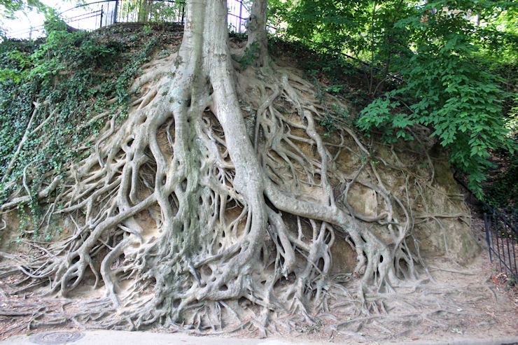 10 Root Tree Medusa Tree